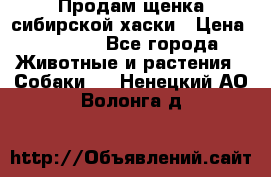 Продам щенка сибирской хаски › Цена ­ 8 000 - Все города Животные и растения » Собаки   . Ненецкий АО,Волонга д.